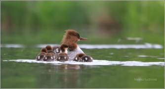 <p>MORČÁK VELKÝ (Mergus merganser) Praha - Stromovka /Common merganser - Gänsesänger/</p>